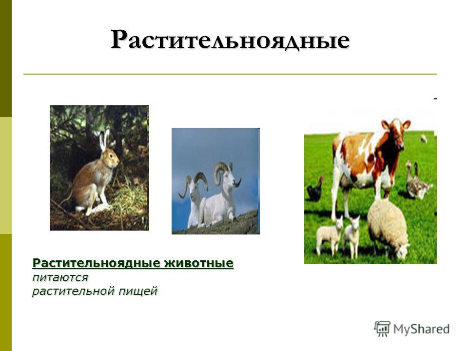 Животные связаны с растениями Животные связаны с растениями