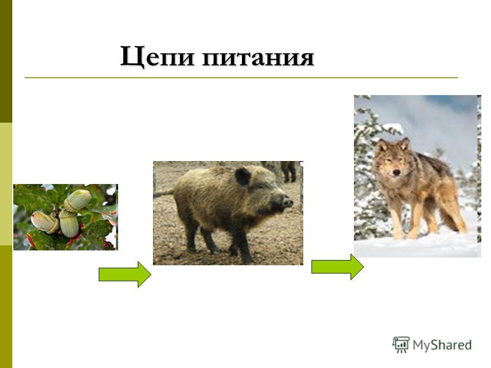 Растения и животные связаны между собой чем Растения и животные связаны между собой чем