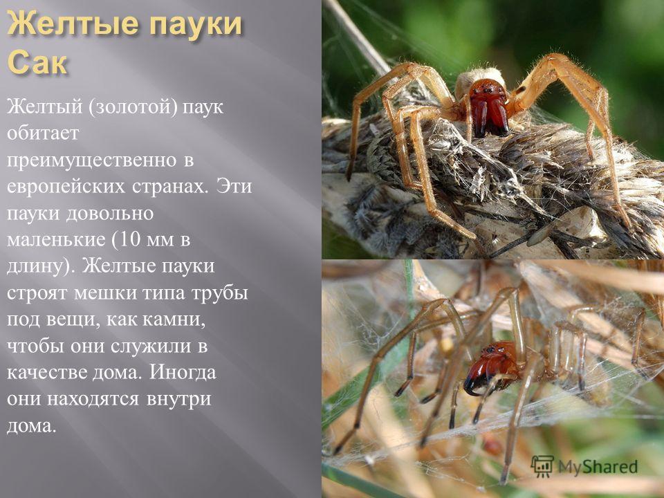 Доклад по биологии 7 класс про пауков