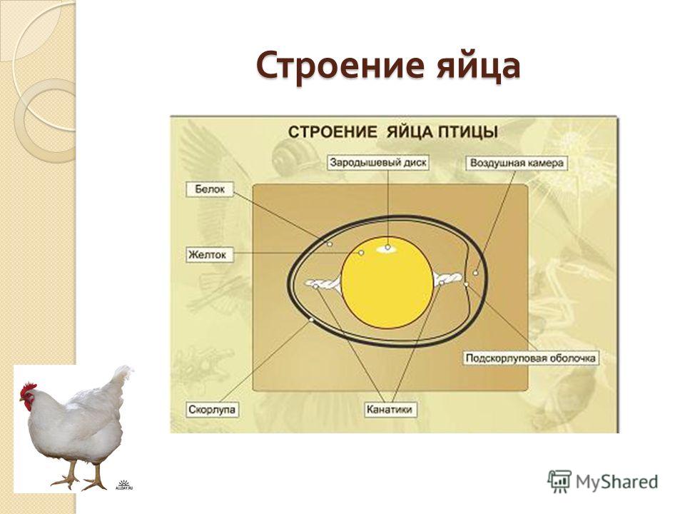 Как быстро приготовить мясо свинины на сковороде