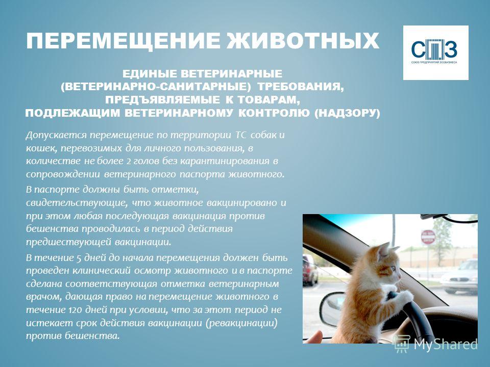 Бездомные животные моего города паспорт проекта Бездомные животные паспорт проекта