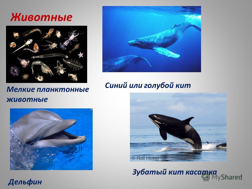 Животные Мелкие планктонные животные Синий или голубой кит Дельфин Зубатый кит касатка