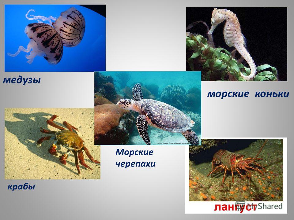 медузы морские коньки Морские черепахи крабы