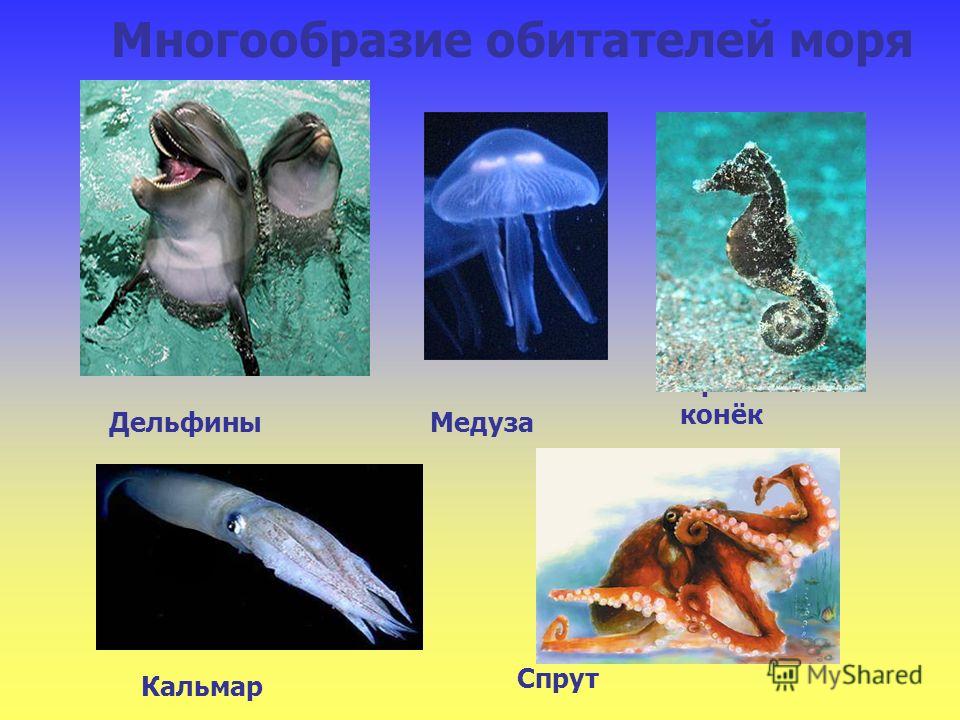 Спрут Многообразие обитателей моря Медуза Морской конёк Кальмар Дельфины