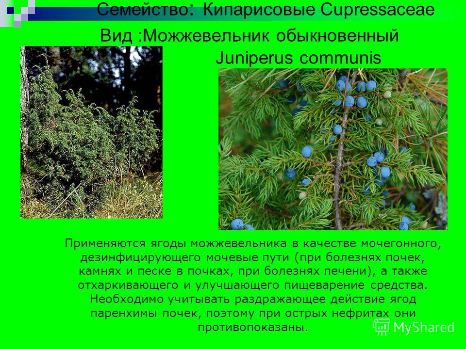 Семейство : Кипарисовые Cupressaceae Вид :Можжевельник обыкновенный Juniperus communis Применяются ягоды можжевельника в качестве мочегонного, дезинфицирующего мочевые пути (при болезнях почек, камнях и песке в почках, при болезнях печени), а также о