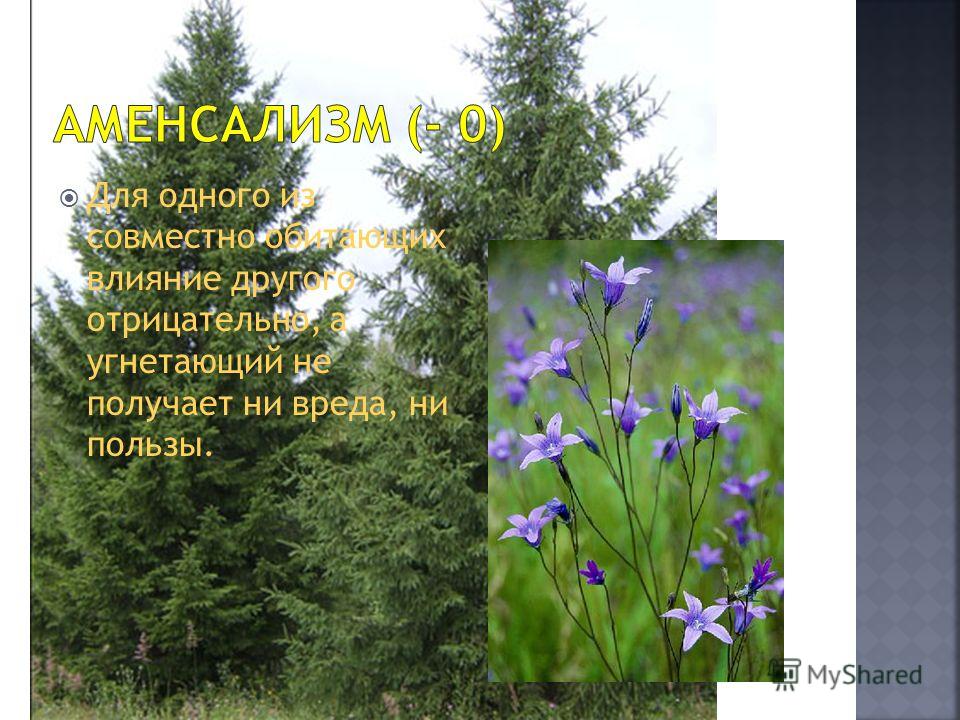 Взаимополезные отношения видов Взаимополезные отношения видов