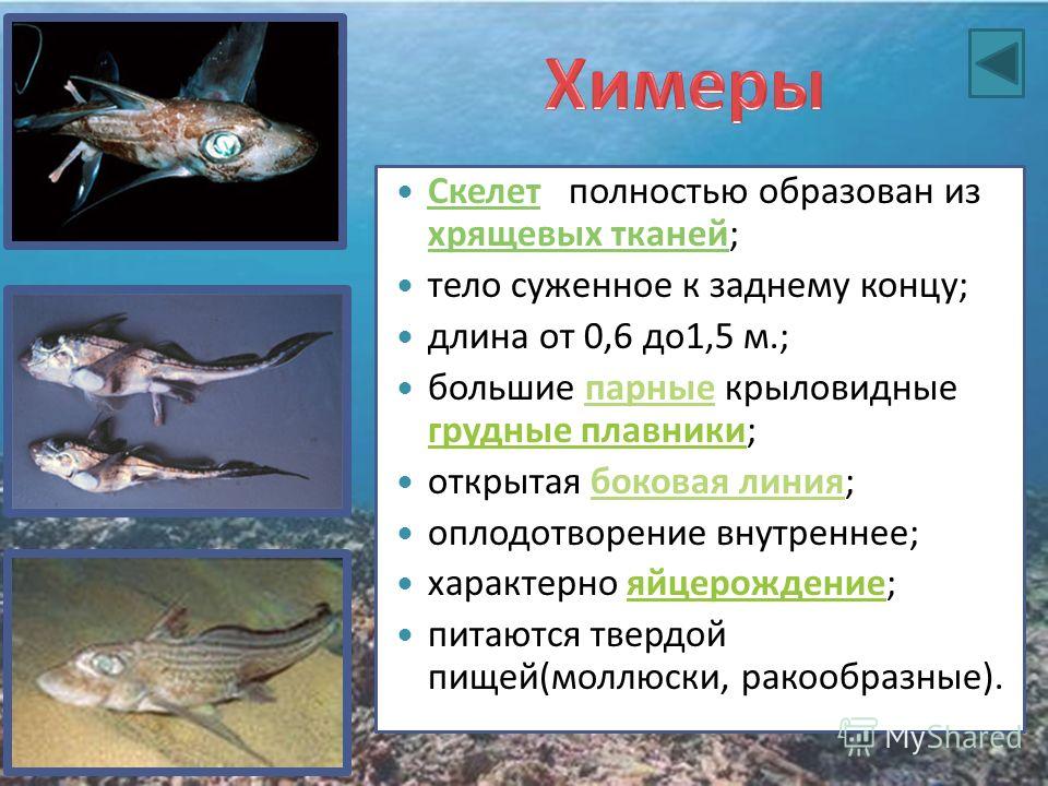 Хрящевые Рыбы Презентация По Биологии 7 Класс