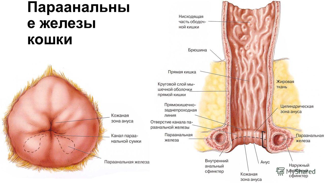 Как лечить воспаление параанальных желез собак Как лечить воспаление параанальных желез собак