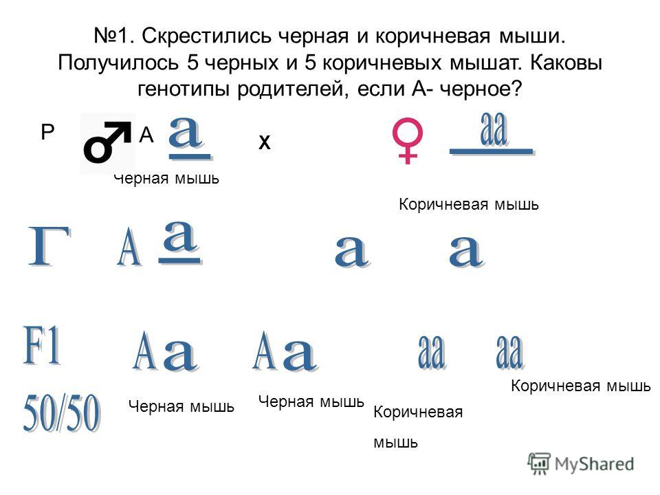 Ген диабета рецессивен по отношению к гену Региональный конкурс юных чтецов «Читай, чтобы помнить!»