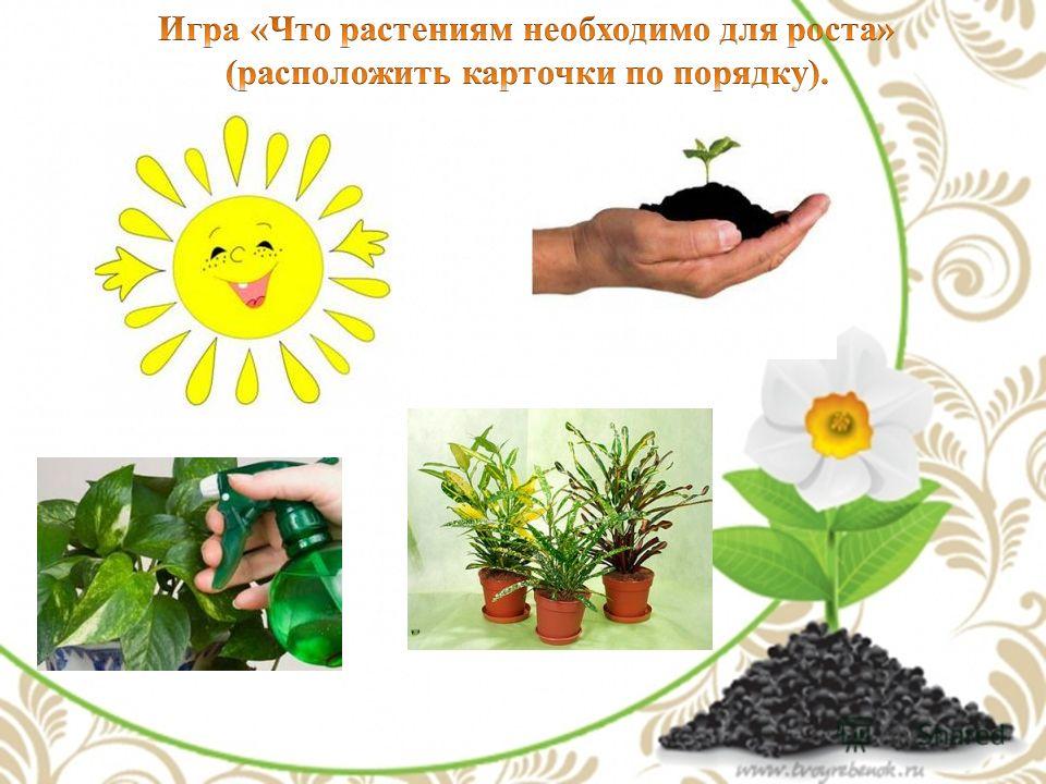 Цветок колокольчики как ухаживать Цветок колокольчики как ухаживать