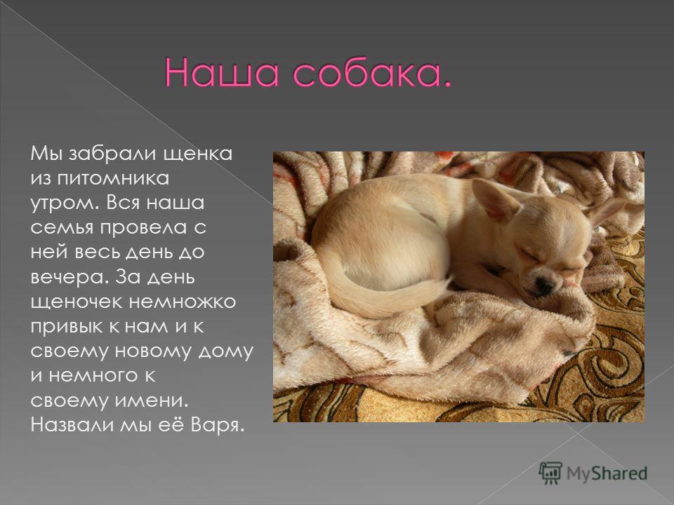 Проект моя любимая собака 3 класс