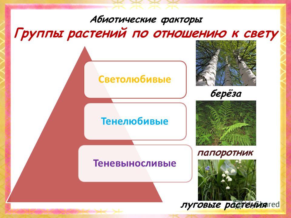 группы по отношению к свету группы по отношению к свету
