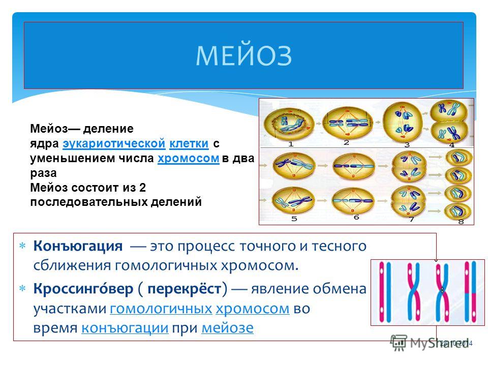 Какие клетки образуются путем мейоза - PascalBook.ru