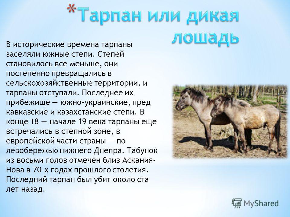 Тарпан или дикая лошадь Бык-тур Сайгак Корсак Кот-манул