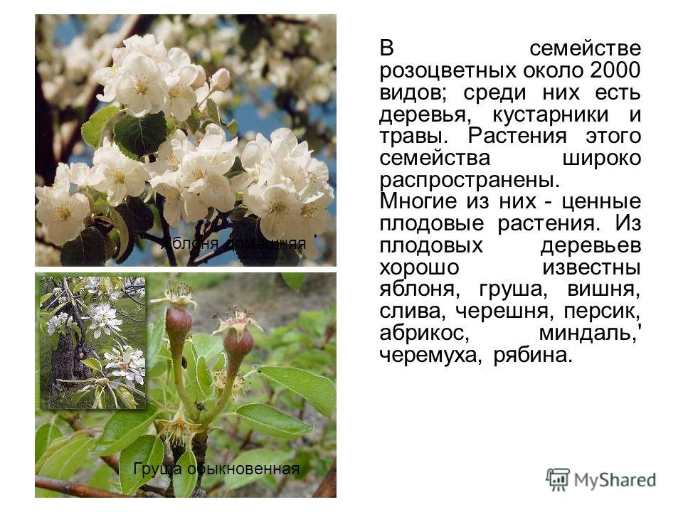 Курсовая работа по теме Изучение растительности семейства розоцветных г. Славянска-на-Кубани