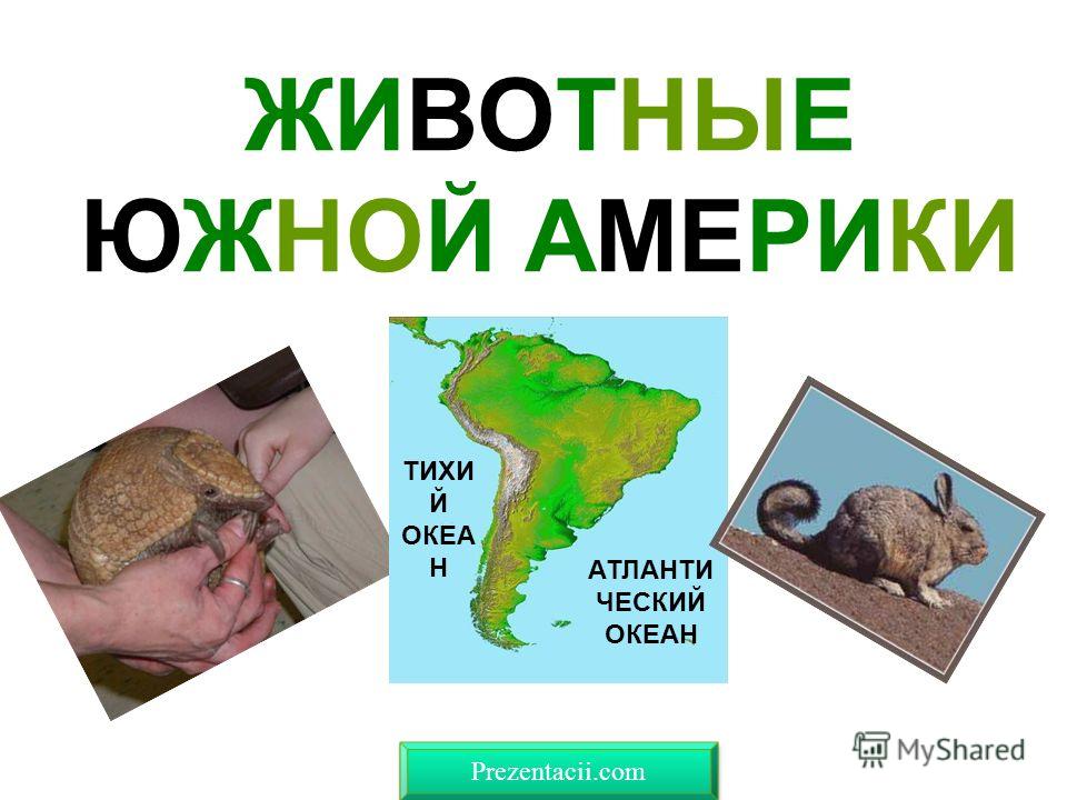 Животные Южной Америки Фото С Названиями