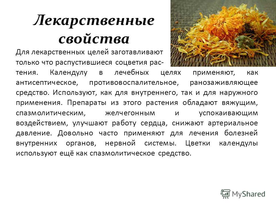 календула фото растения онлайн календула фото растения