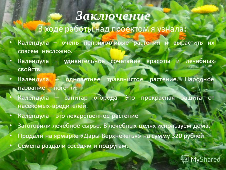 календула фото растения онлайн календула фото растения