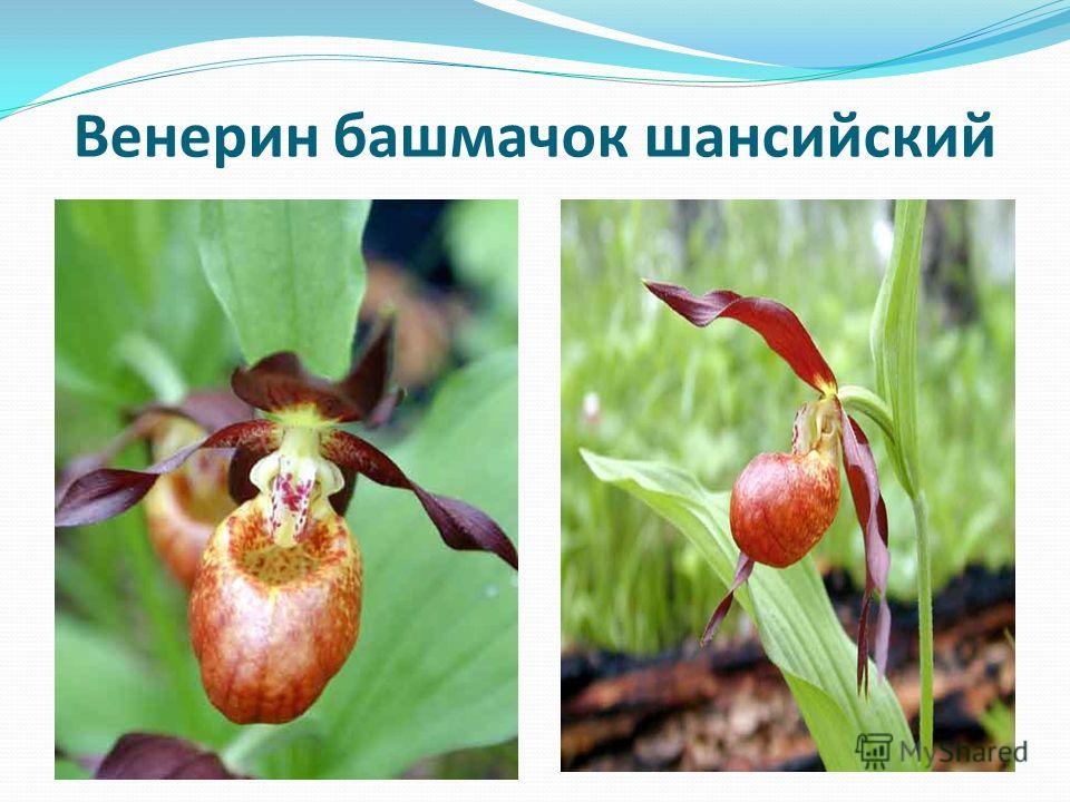 Венерин башмачок Ятабе