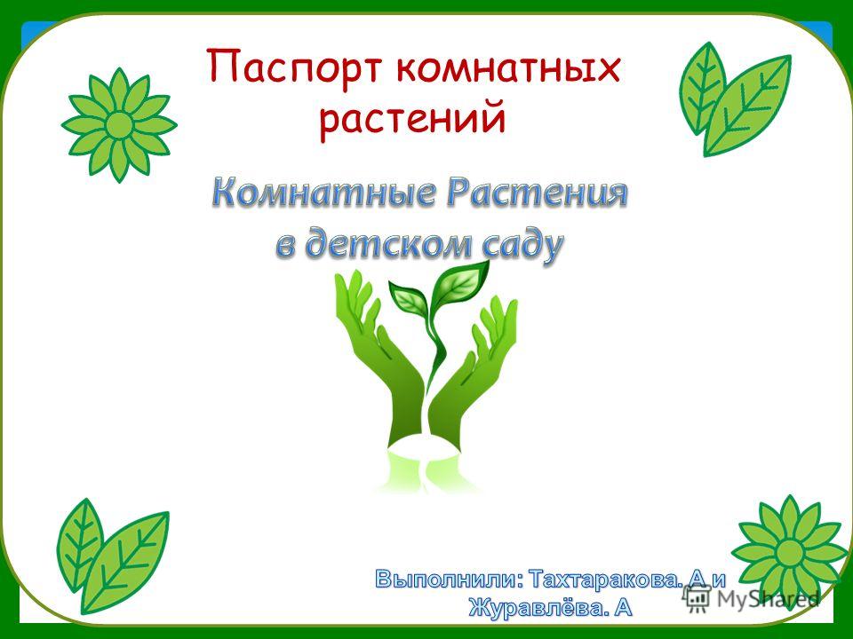 Как выглядит паспорт растения Паспорт Комнатного Растения