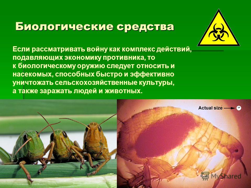 Биологическое оружие Патогенные микроорганизмы или их споры