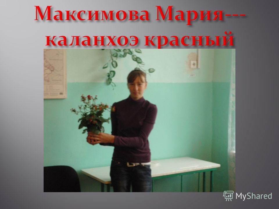 Комнатный цветок маленький красный Комнатный цветок маленький красный