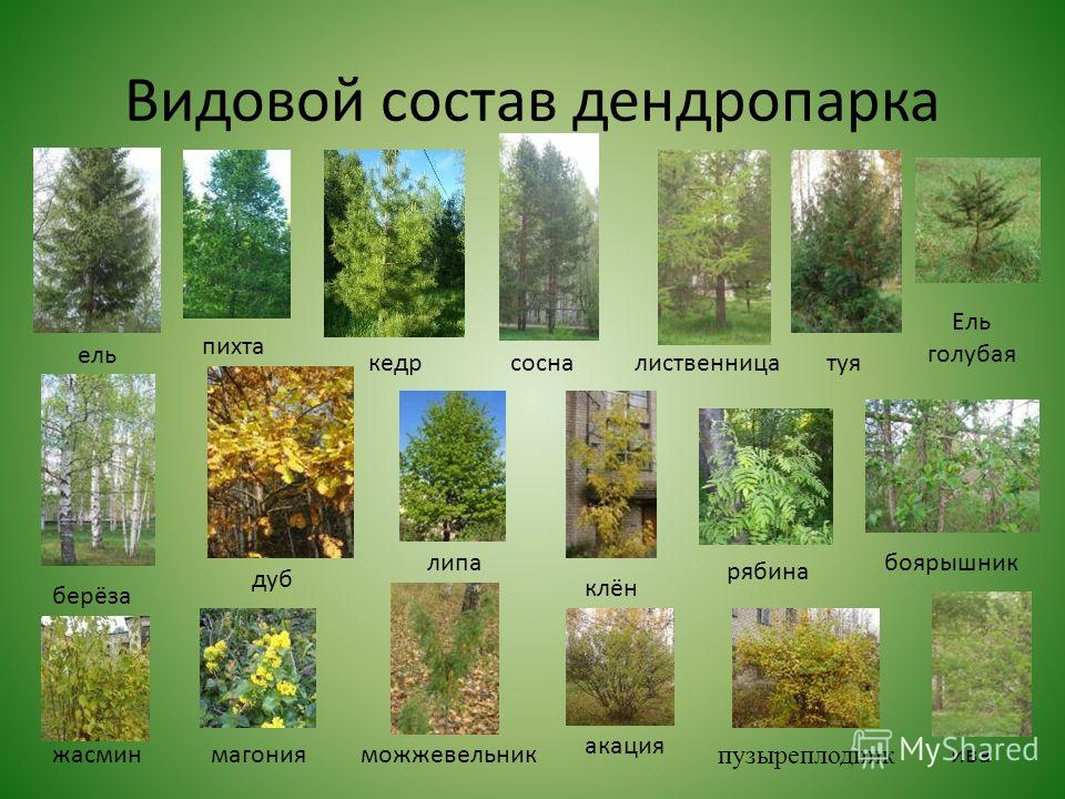 Береза дуб клен