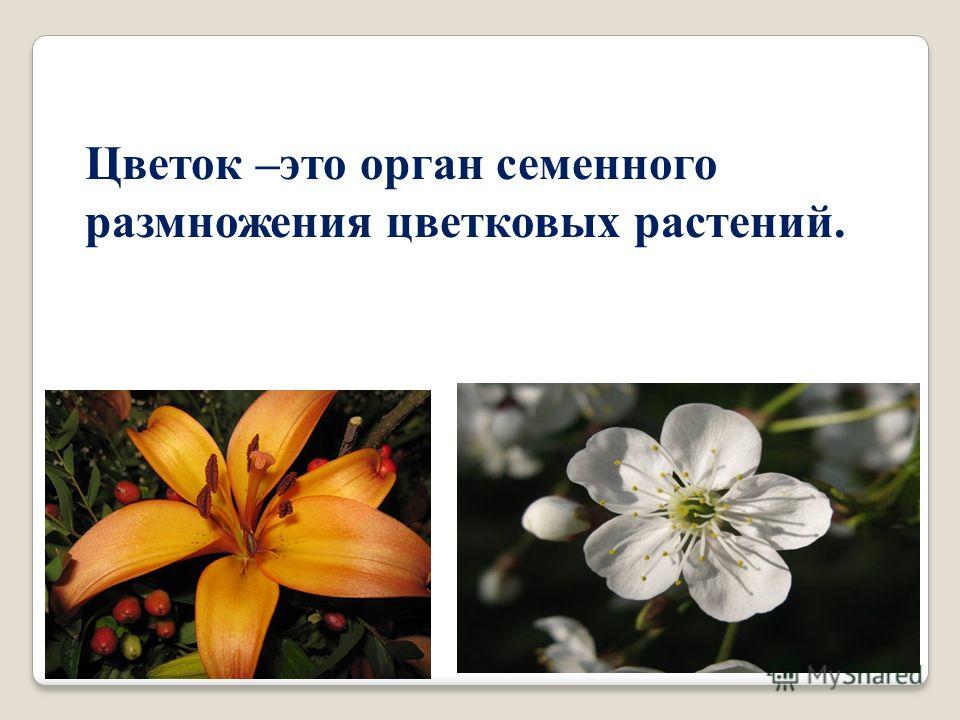 Презентация для темы "Цветок. Его строение и значение.