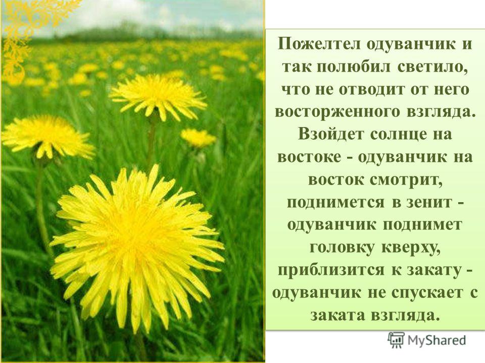 Пословицы и поговорки про одуванчики Пословицы и поговорки про одуванчики