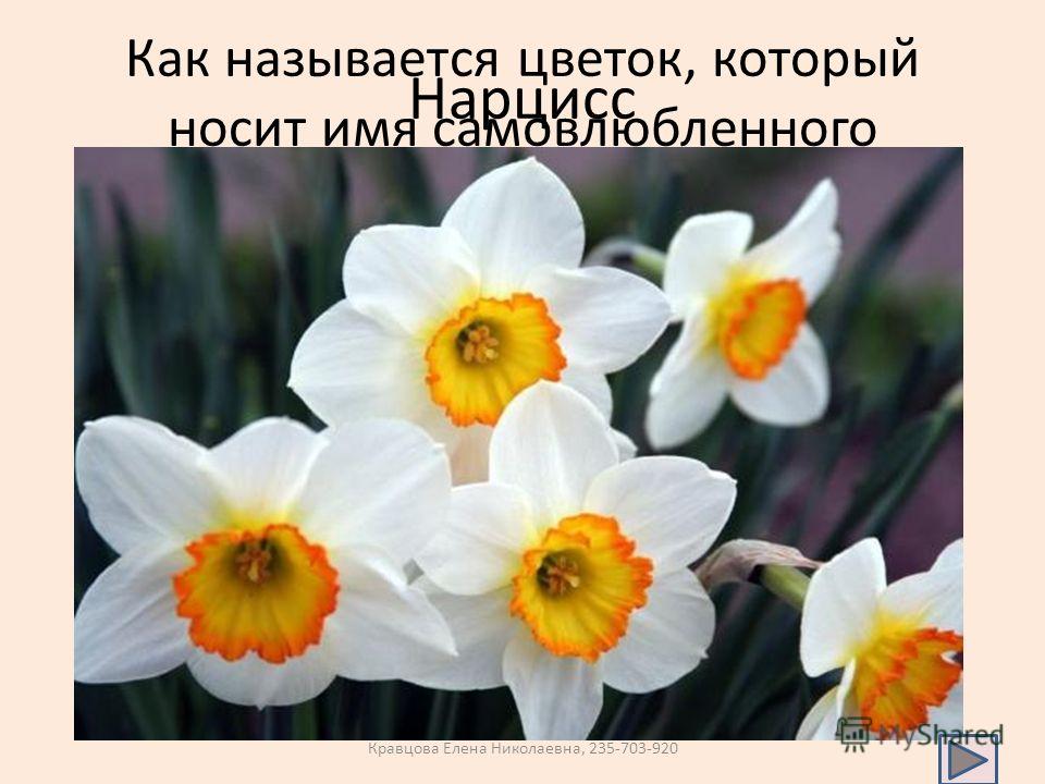 Незабудка это какой цветок Незабудка это какой цветок