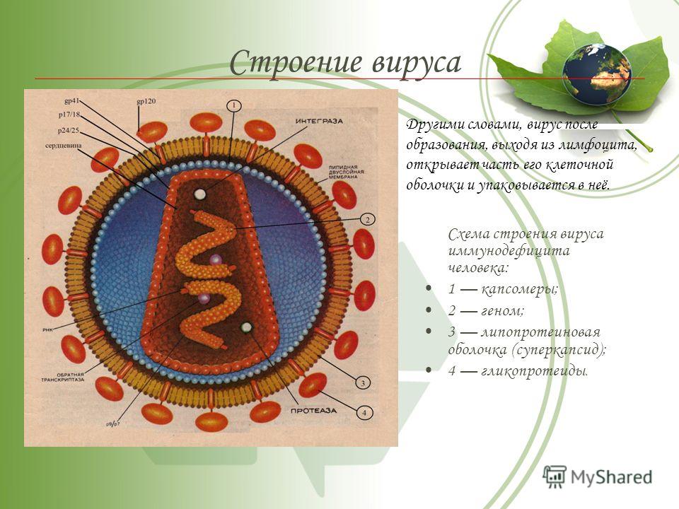 Схема строения вируса иммунодефицита человека