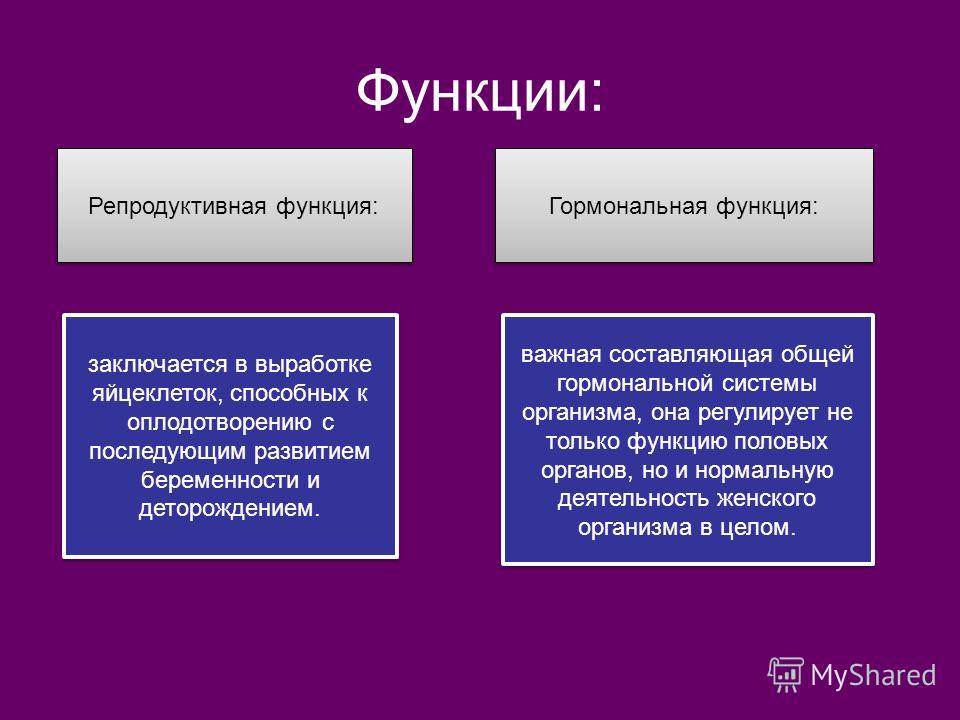 Губы органы человека Губы органы человека