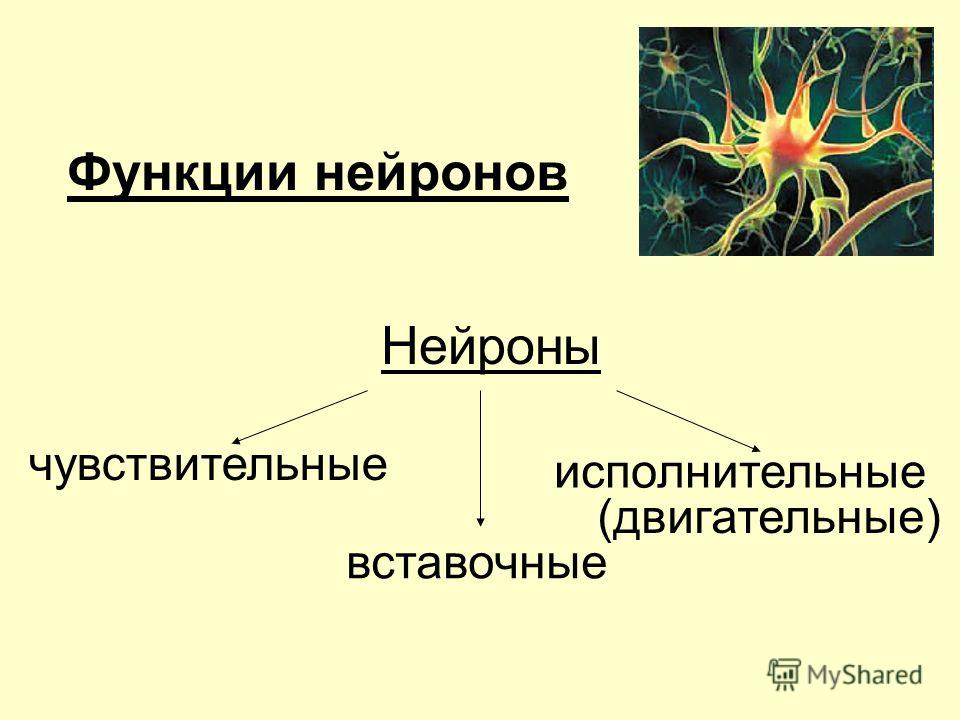Функции нейронов Нейроны чувствительные вставочные исполнительные (двигательные)