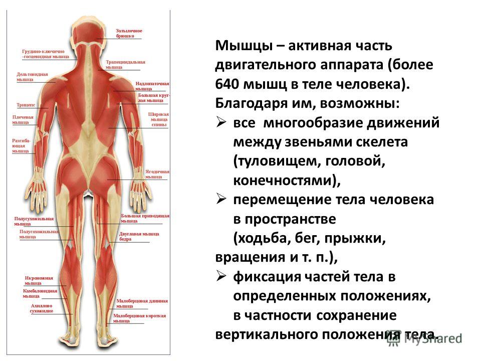 Презентацию Про Мышцы
