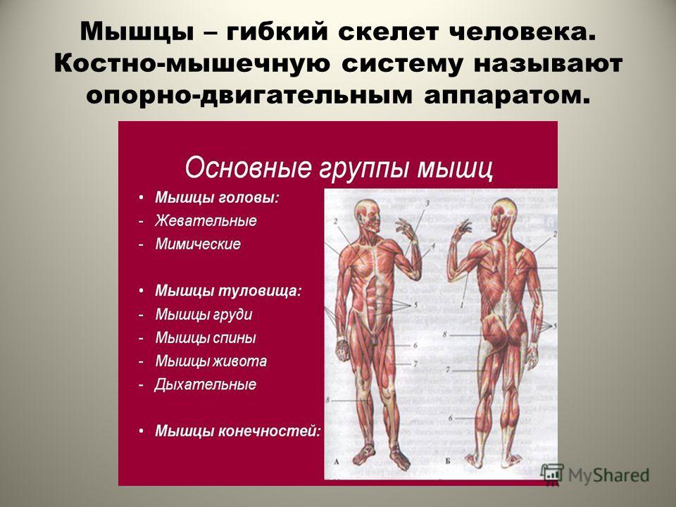 Осанка скелет и мышцы человека презентация 1 класс