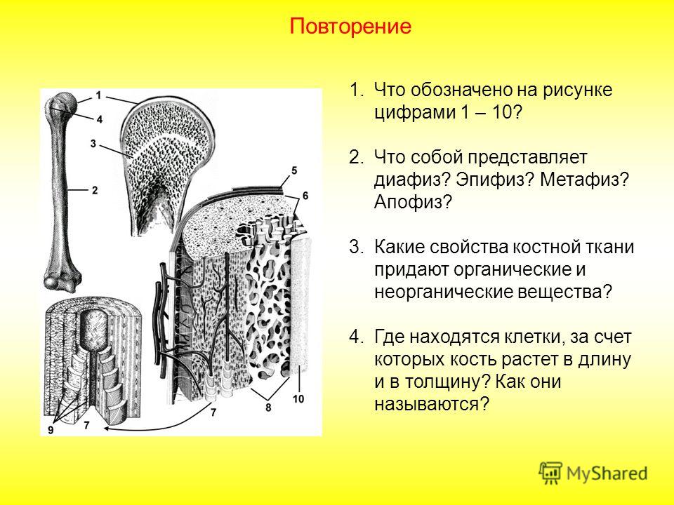Патогенез сколиоза у детей