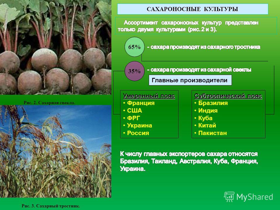 Сорт культуры это Сорт культуры это