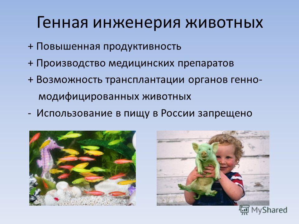 Генная инженерия животных + Повышенная продуктивность + Производство медицинских препаратов + Возможность трансплантации органов генно- модифицированных животных - Использование в пищу в России запрещено