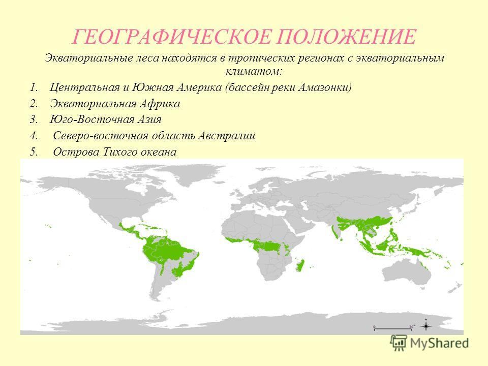 Географическое расположение экваториального пояса Постоянно влажные экваториальные леса географическое положение - Вопросы и ответ