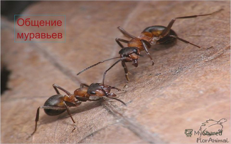 Общение муравьев