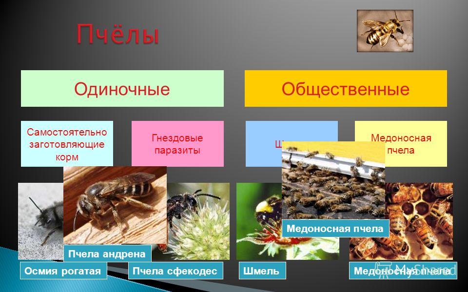 Укажите три примера общественных насекомых Презентация на тему: "Учитель биологии МБОУ "СОШ с. Старая Жуковка" Севостьянова