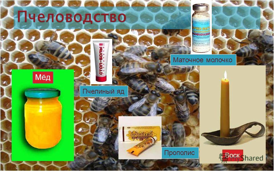 Мёд Прополис Воск Маточное молочко Пчелиный яд