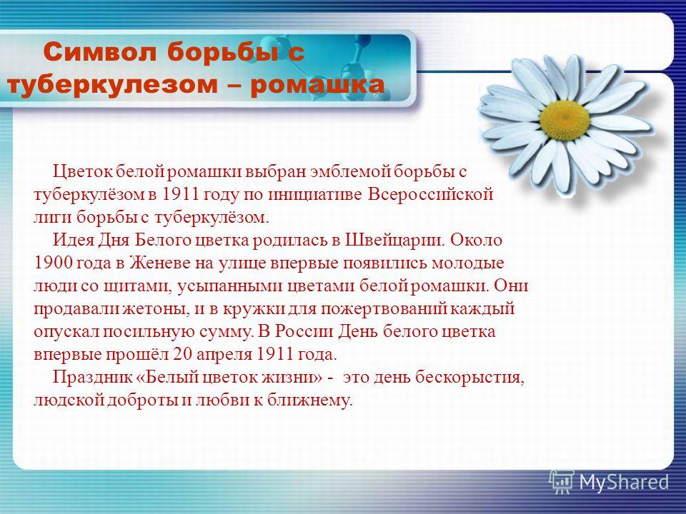 Ромашка аптечная (лекарственная трава) - полезные свойства Торт на заказ на День Рождения в Москве: заказ тортов на