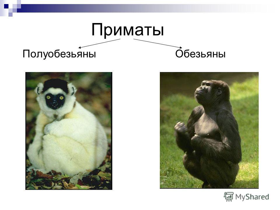 Презентация про обезьян