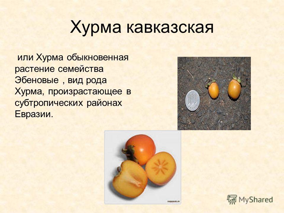 Ягодовидный плод это Ягодовидный плод это