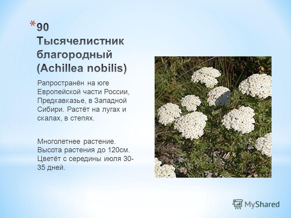 Рапространён на юге Европейской части России, Предкавказье, в Западной Сибири. Растёт на лугах и скалах, в степях. Многолетнее растение. Высота растения до 120 см. Цветёт с середины июля 30- 35 дней.