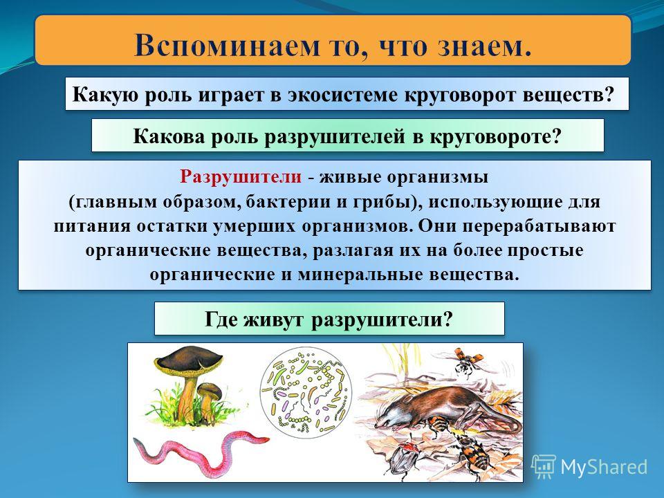 роль животных и растений в урбоэкосистемах основ…При выборе
