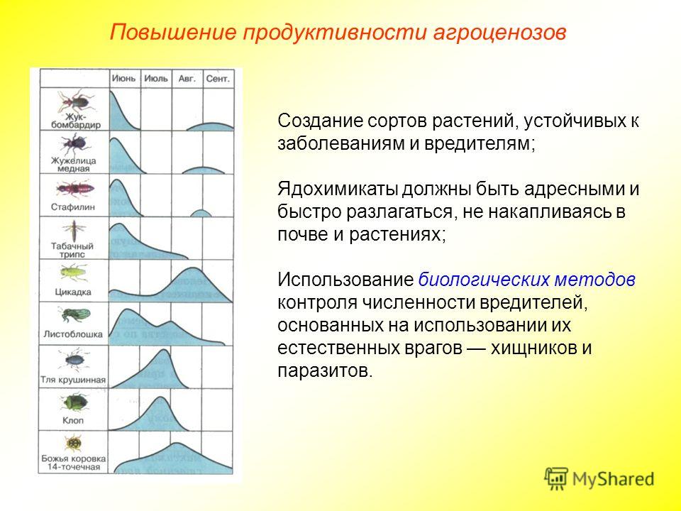уничтожить паразитов народными средствами уничтожить паразитов народными средствами