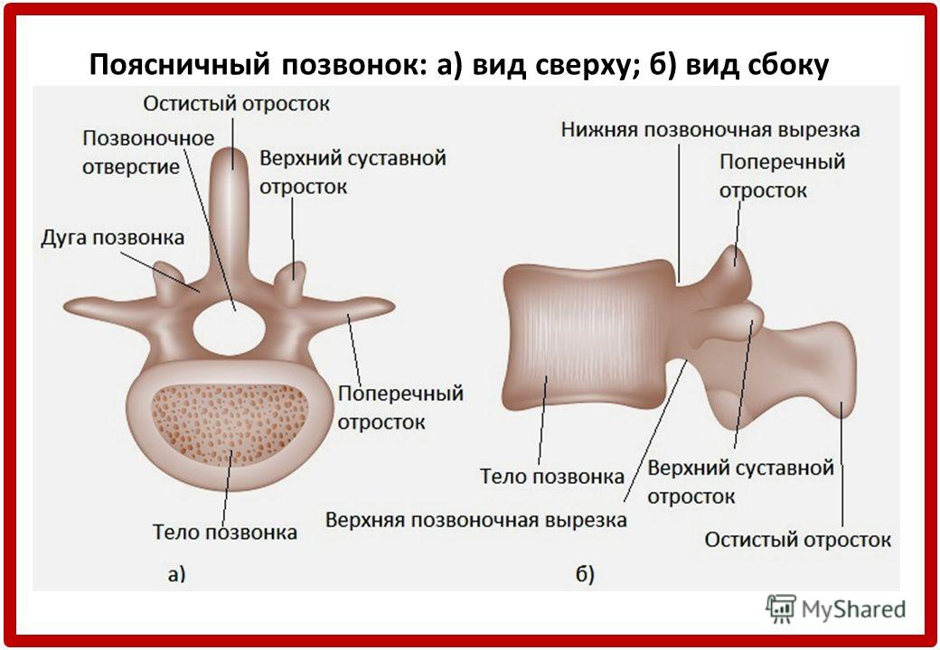 Остистые отростки позвоночника на схеме Остистые отростки позвоночника на схеме