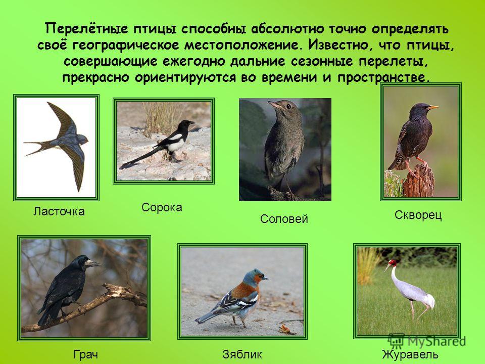 Перелетные птицы башкирии фото